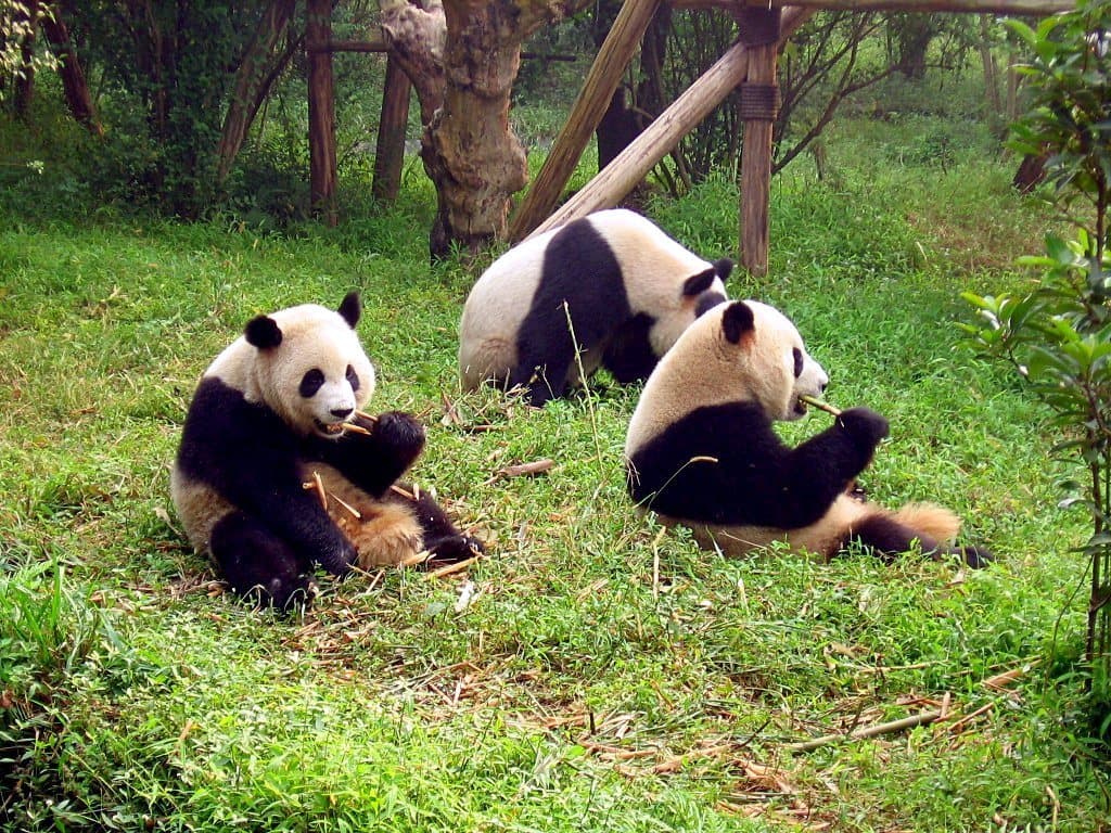 Giant pandas and landscaped enclosures at Chengdu Research Base — view 1