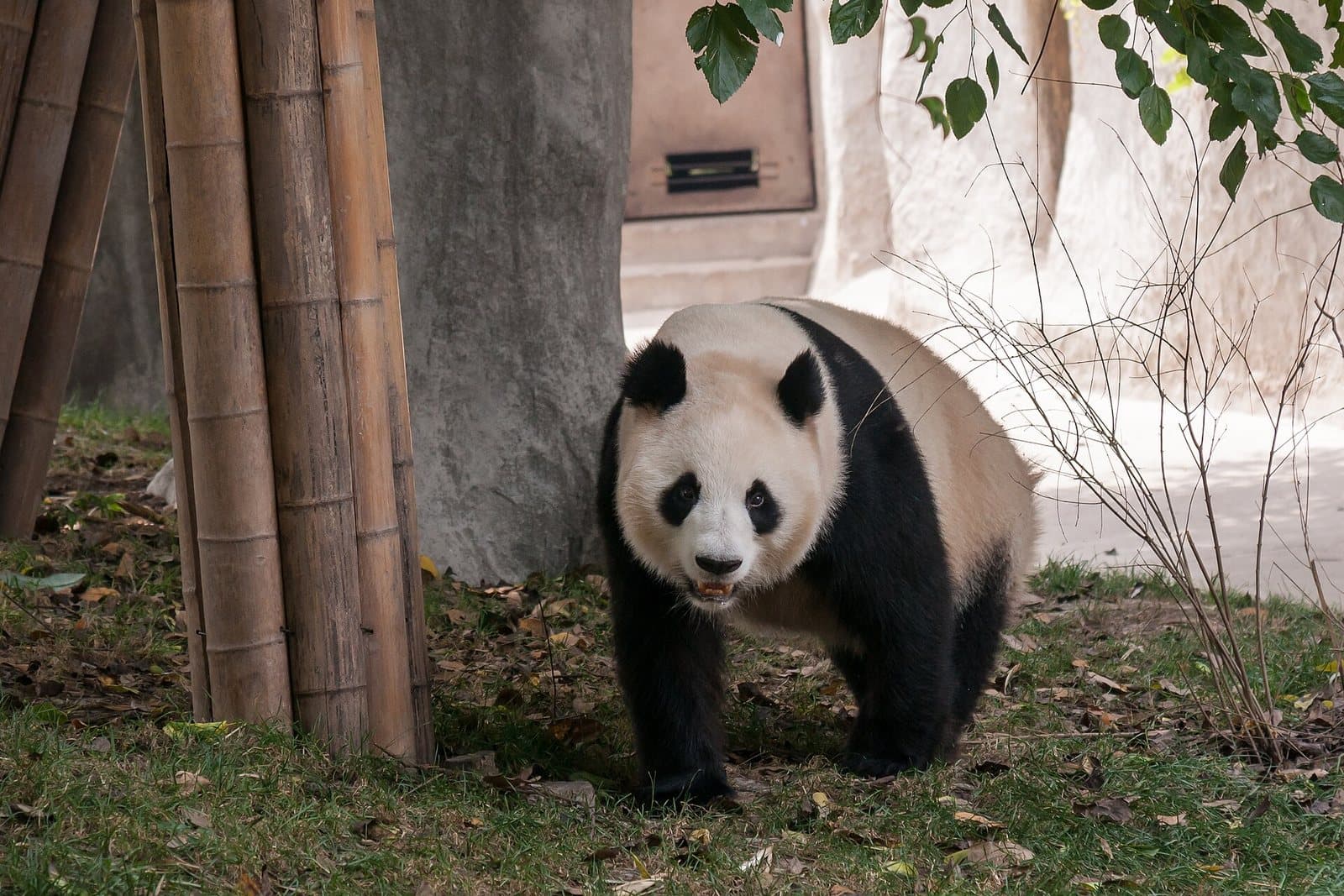 Giant pandas and landscaped enclosures at Chengdu Research Base — view 2