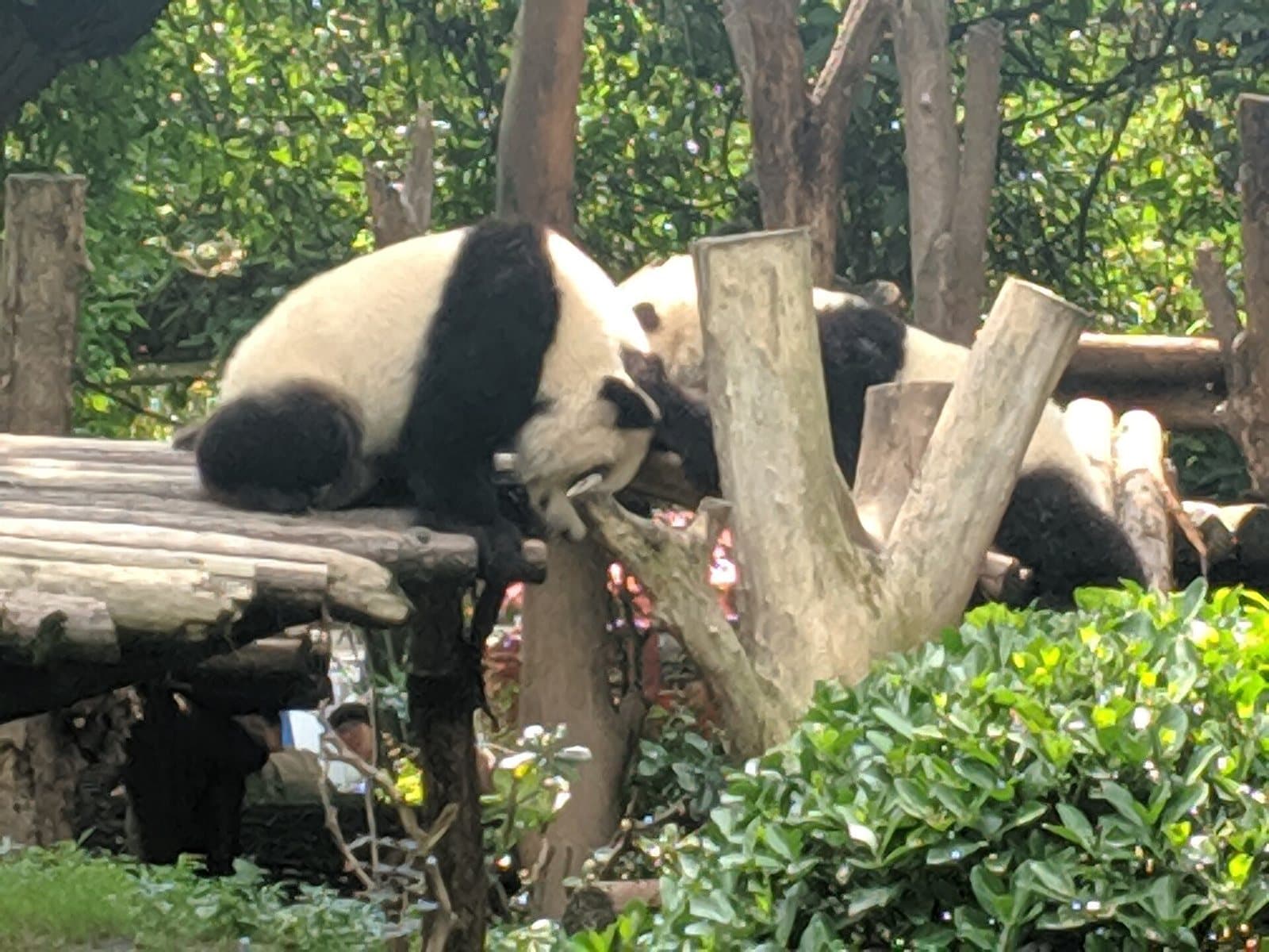 Giant pandas and landscaped enclosures at Chengdu Research Base — view 3