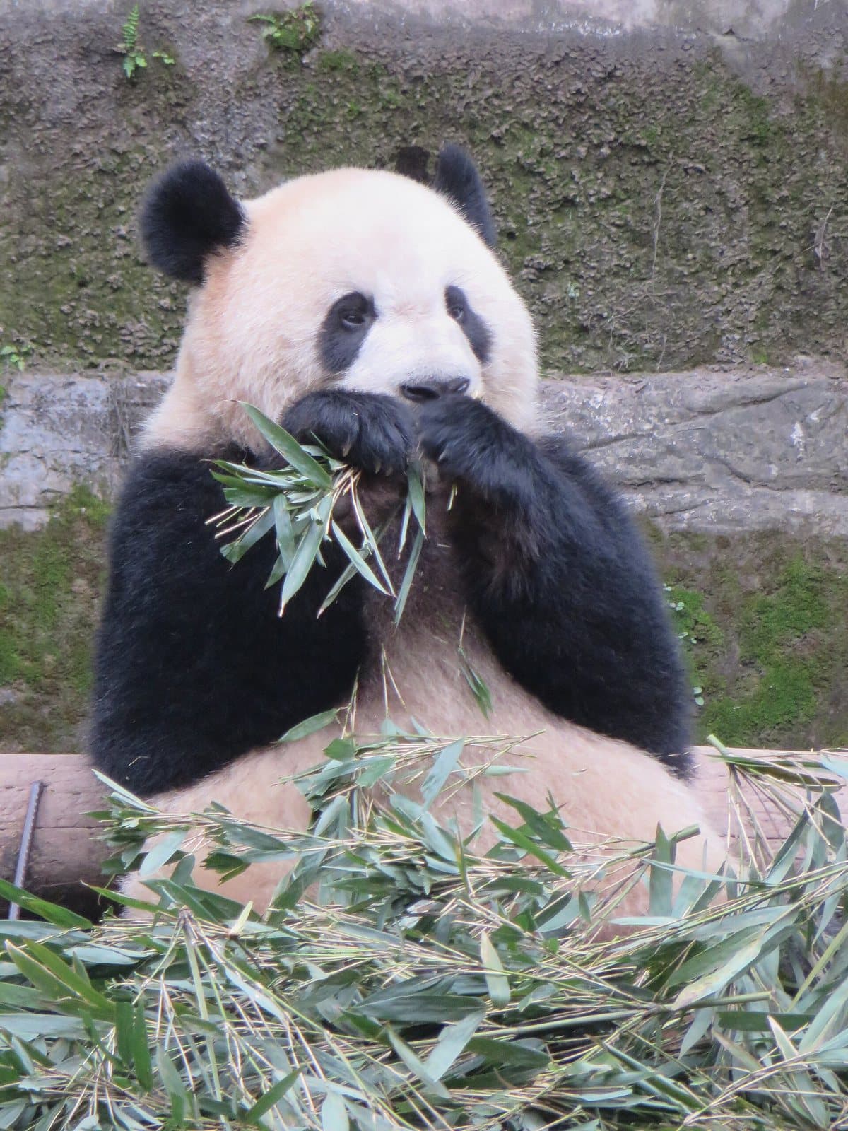 Giant panda at Chongqing Zoo — view 1