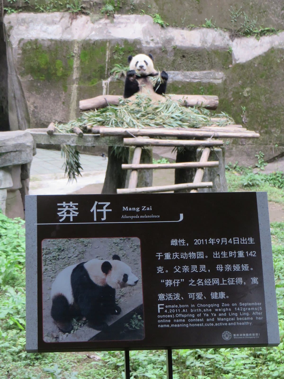 Giant panda at Chongqing Zoo — view 2