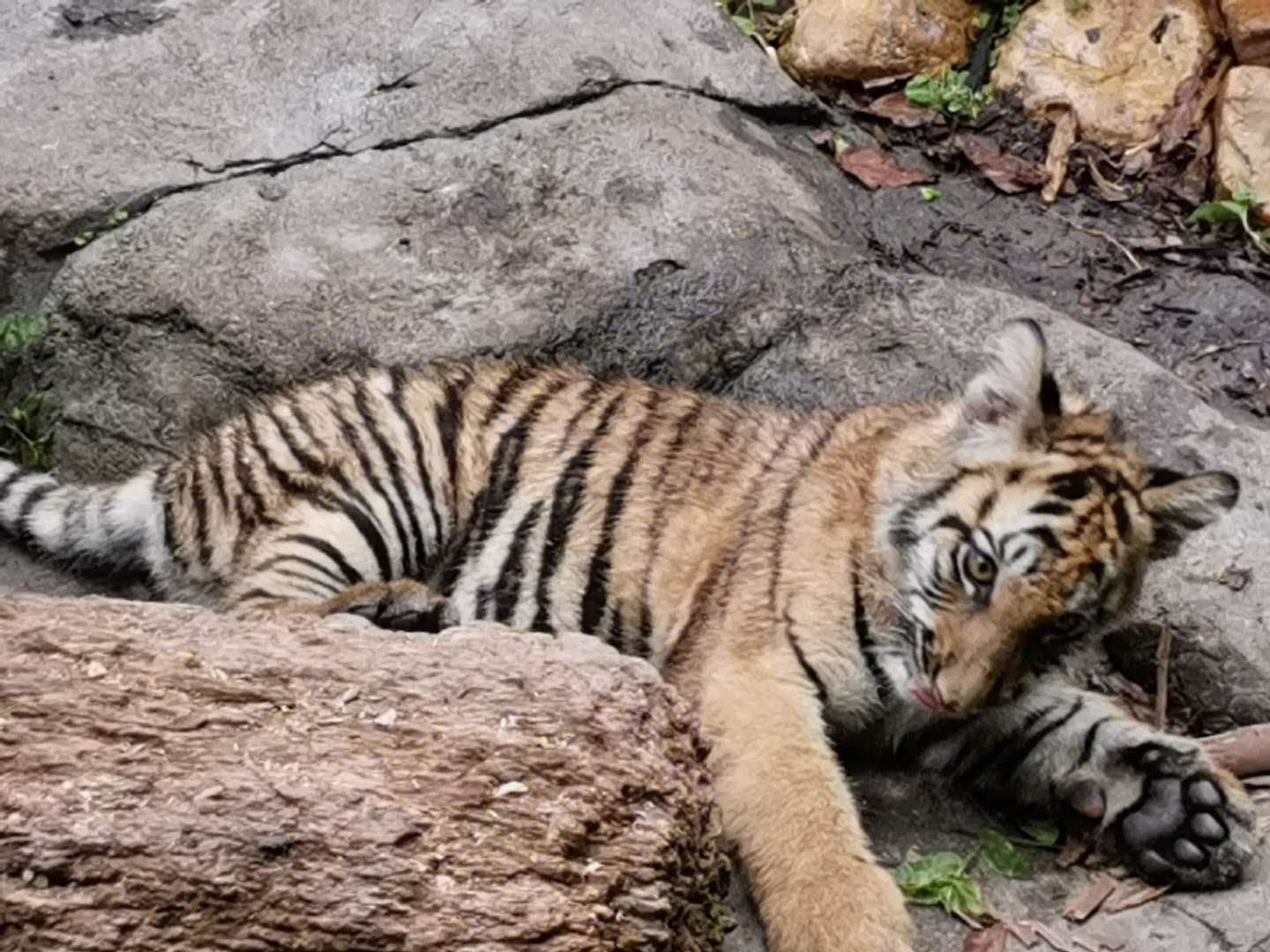 Wildlife and landscaped habitats at Chimelong Safari Park — view 1