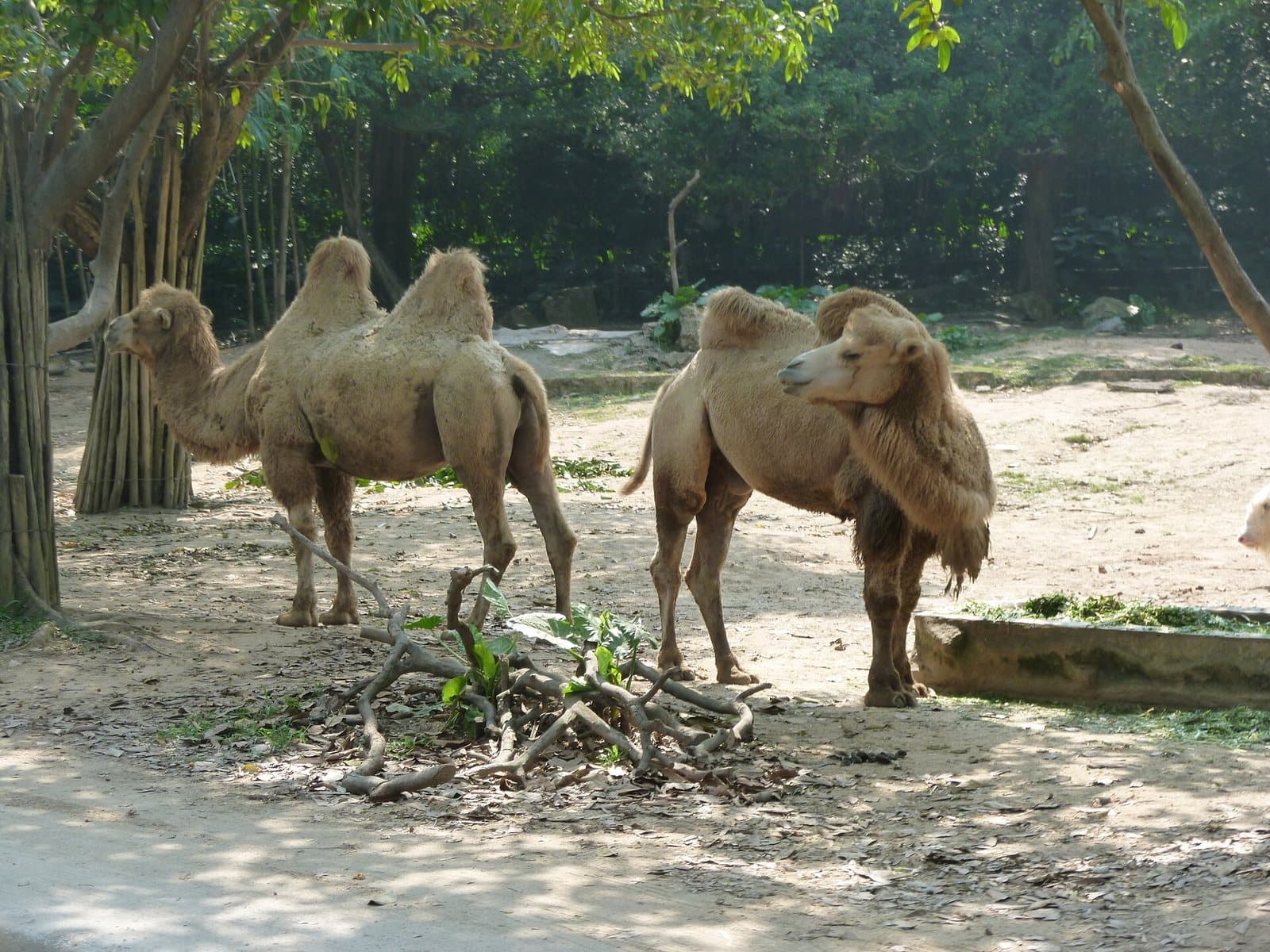 Wildlife and landscaped habitats at Chimelong Safari Park — view 3