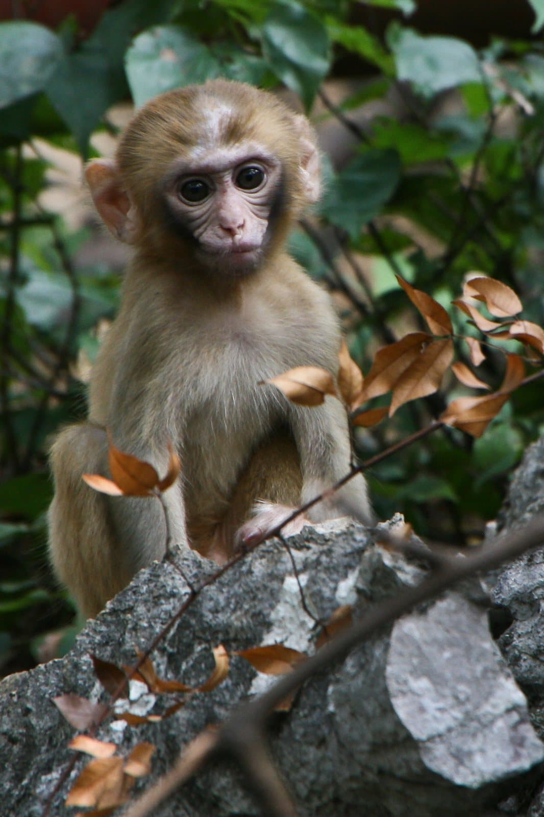 Karst hills, bridges and greenery in Guilin's Seven Star Park — view 1
