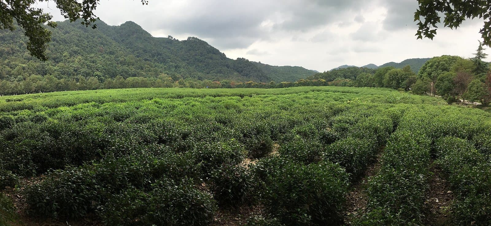Tea gardens and galleries at China National Tea Museum — view 2