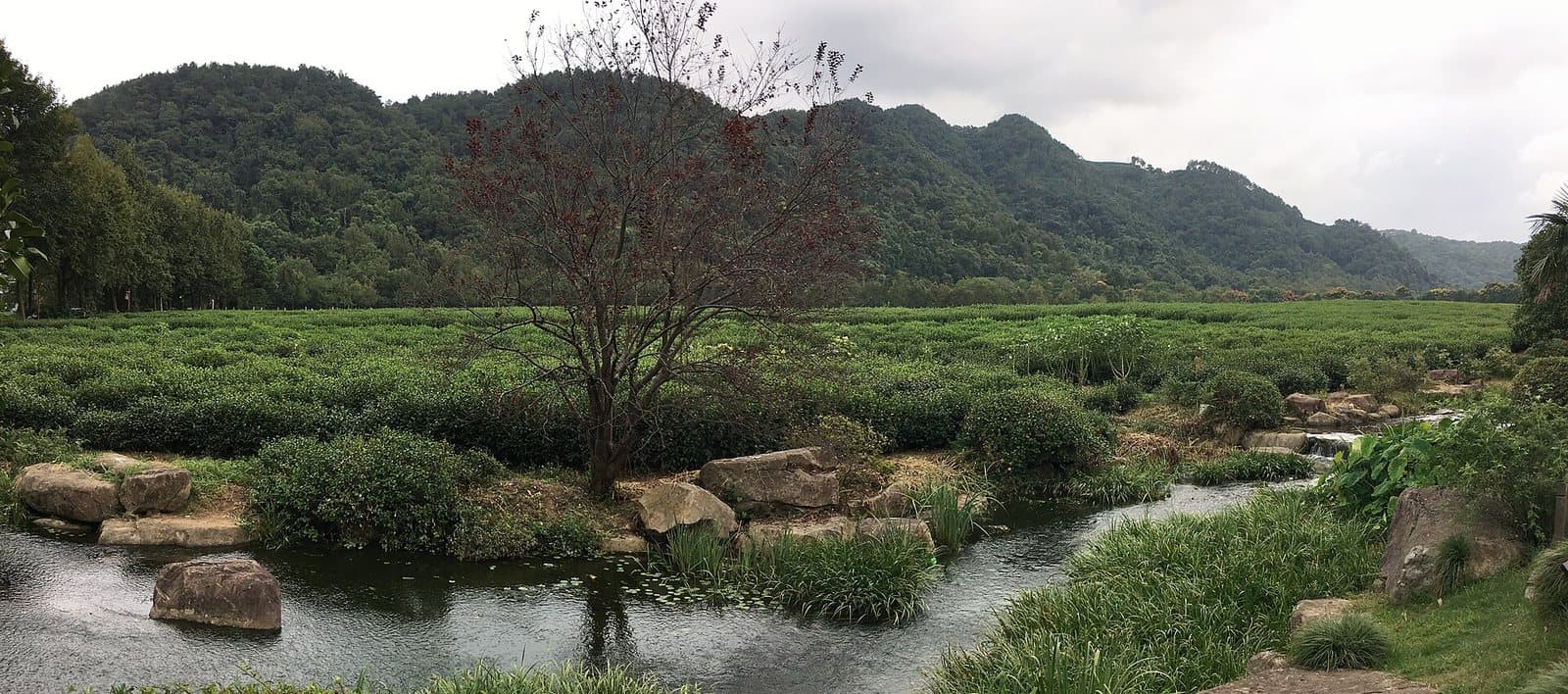 Tea gardens and galleries at China National Tea Museum — view 3