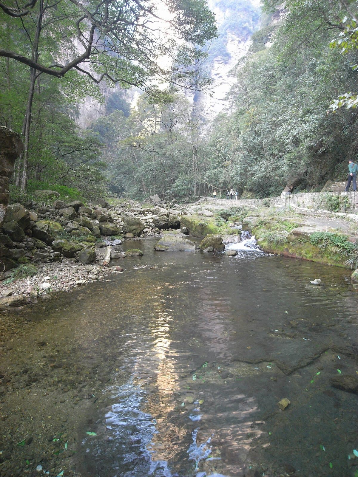 Forest paths and clear water along Golden Whip Stream — view 1