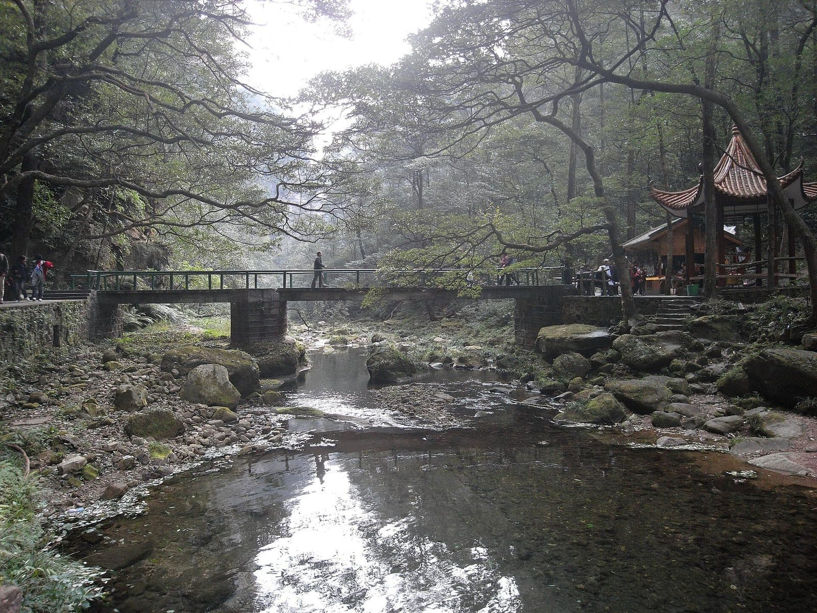 Forest paths and clear water along Golden Whip Stream — view 2