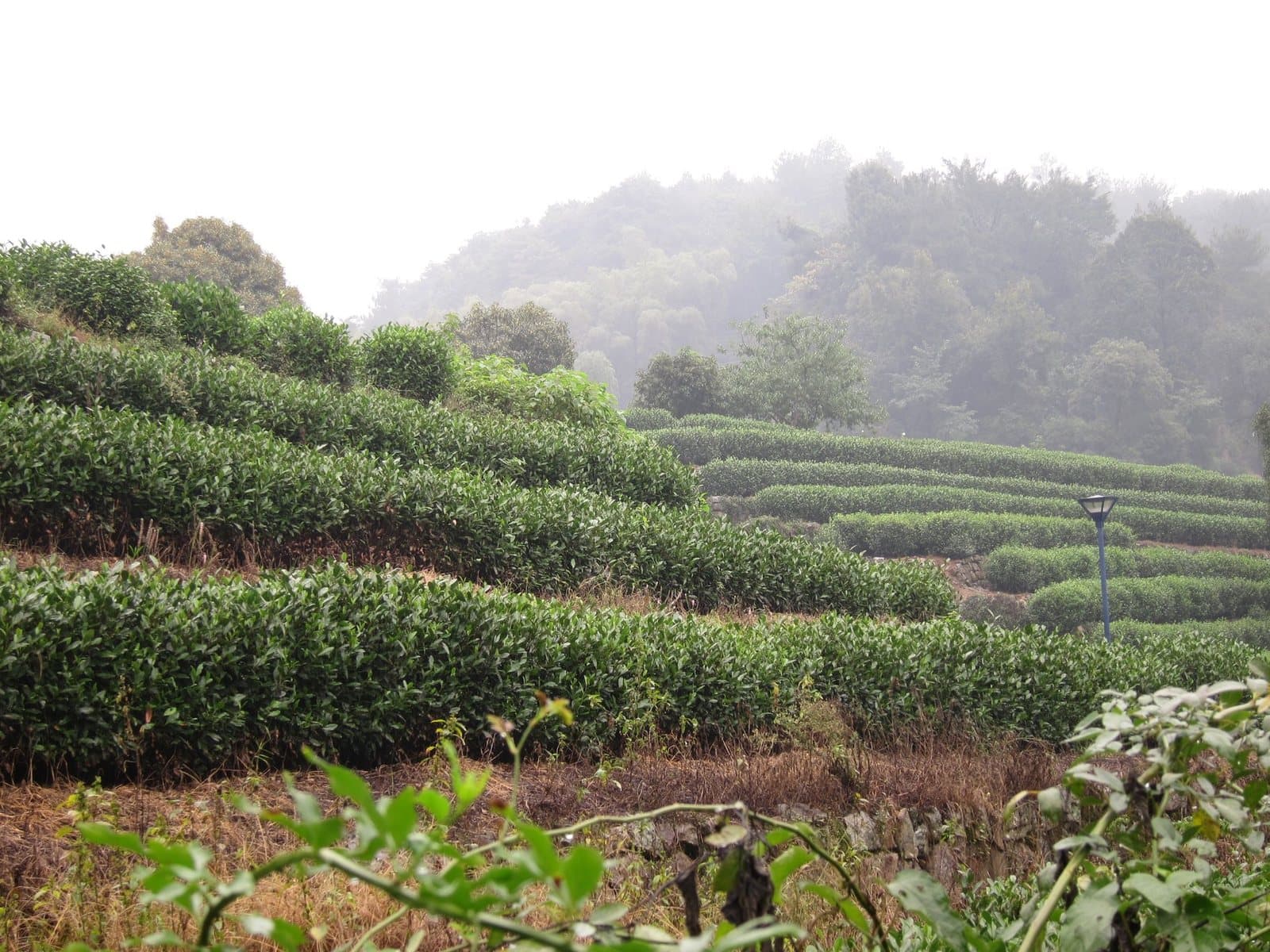 Tea fields and village scenery in Longjing, Hangzhou — view 2