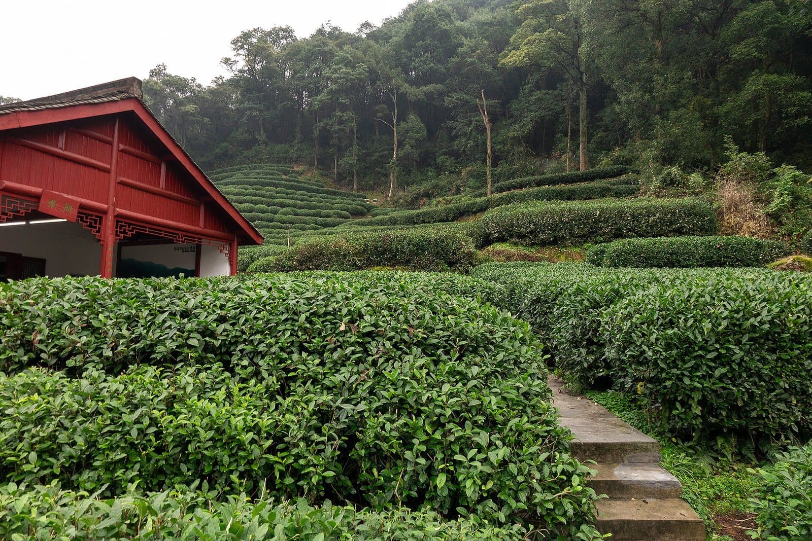 Tea fields and village scenery in Longjing, Hangzhou — view 3