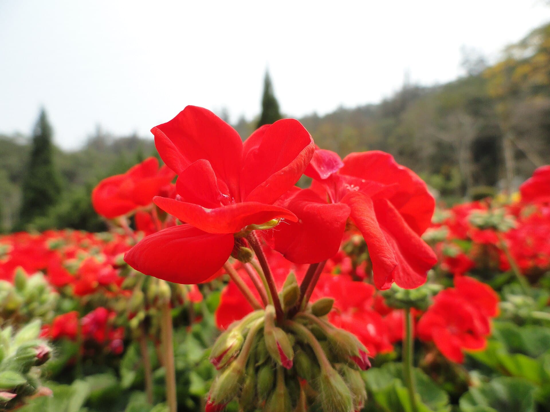 Xiamen Botanical Garden — view 1