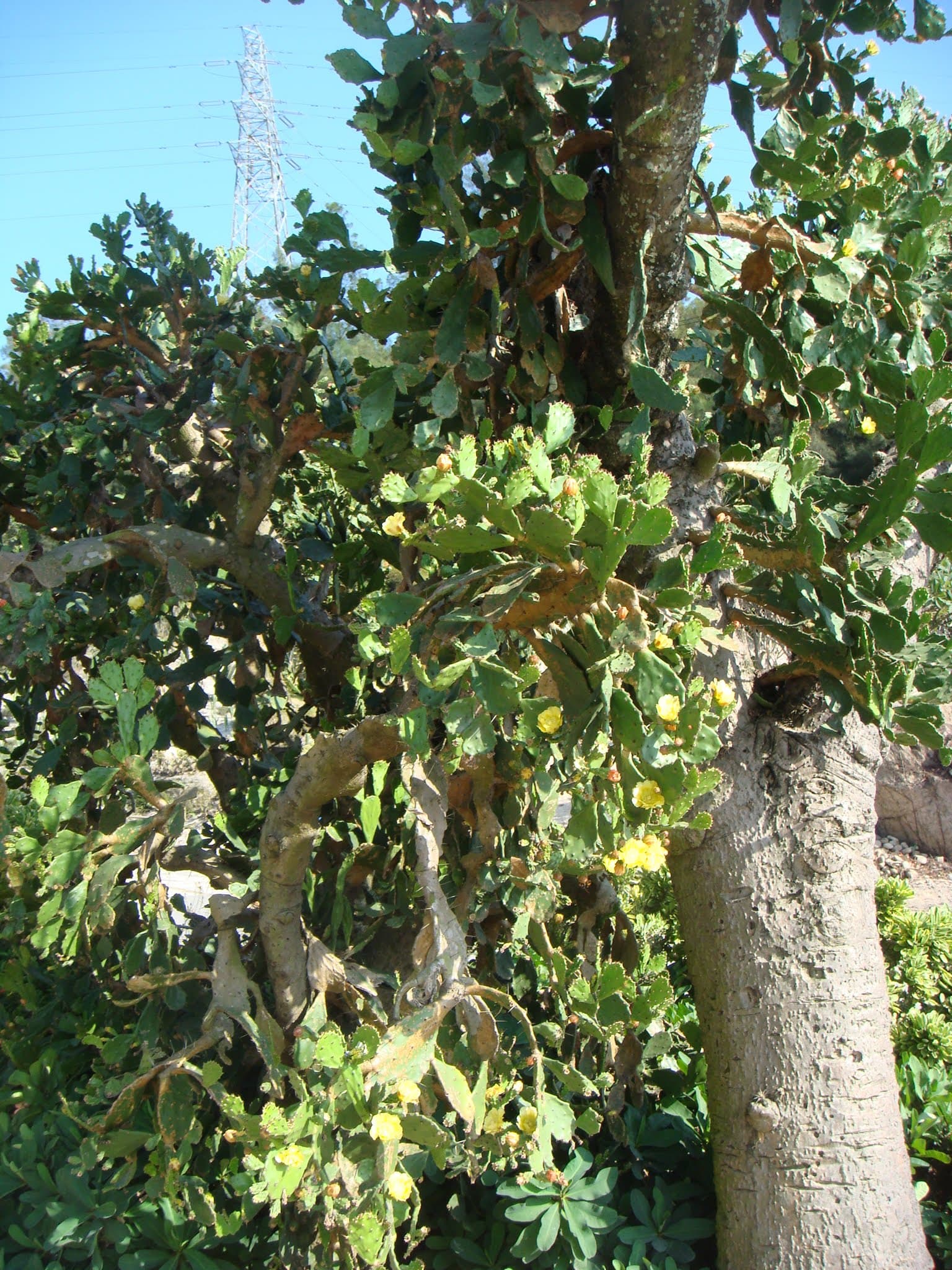 Xiamen Botanical Garden — view 3